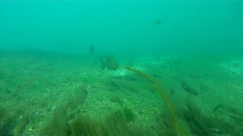 Active Smallmouth bass 库存影片 11890178
