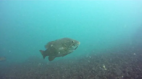 Active Smallmouth 库存影片 41383605