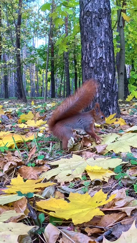 Active squirrel buries food among autumn leaves in the forest Stock Footage 321241657