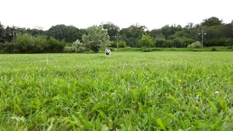 Active stylish crazy dog in red Kerchief playing on the grass. Very quick Vídeo Stock 93084535