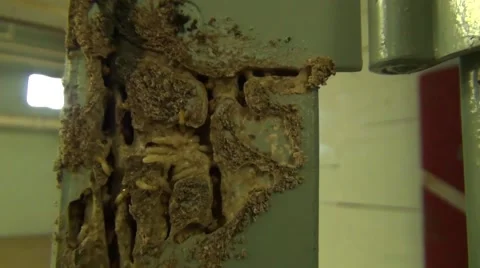 Active subterranean termites  in door frame Stock Footage 41380321