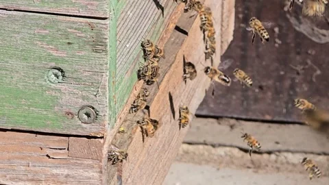 Active Summer Day at Apiary with Flying Honey Bees Stock Footage 342029935