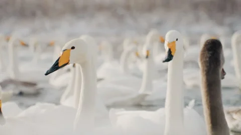 Active swan congregation with young and social interactions observed. Large Stock Footage 338446542