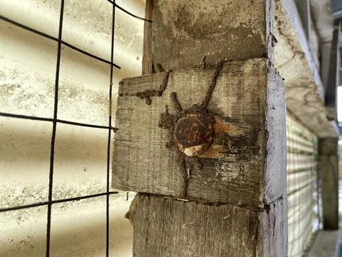 Active Termite Mud Tubes On Vertical Wooden Post Stock Photos