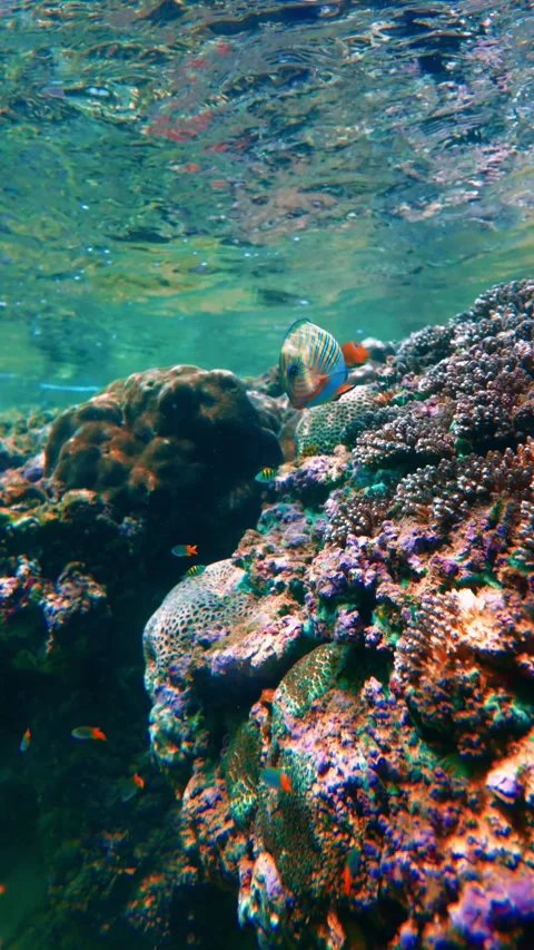Active Tropical Fish Exploring Vibrant Coral Reef in Hikkaduwa Sri Lanka Marine Stock Footage 330479523