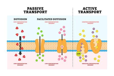 Active vs passive transport diagram poster, Labeled cell scheme comparison... Stock Illustration