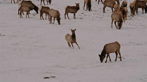 Active Wapiti Among Passive Herd on Snowfield Video stock 312868291