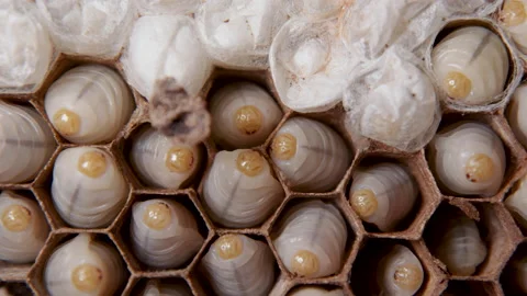 Active Wasp Larvae from above Stock Footage 224363113