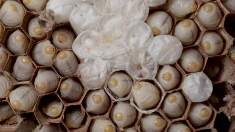Active Wasp Larvae Twist Stock Footage 224364618