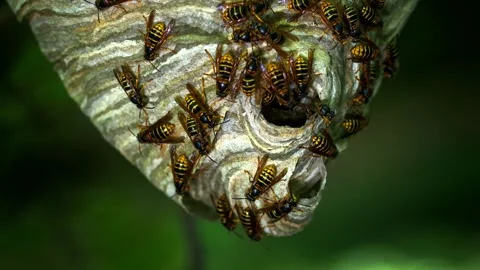 Active wasp nest hanging from tree branch Stock Footage 340643277
