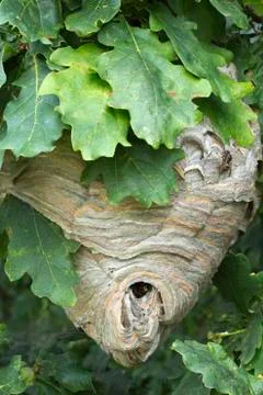 Active Wasp Nest Stock Photos