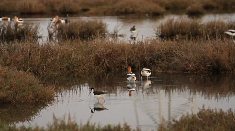 Active waterfoul in marsh 스톡 동영상 37034243