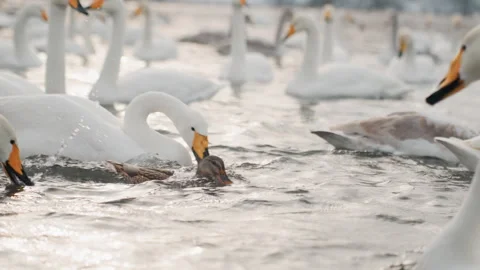 Active waterfowl amidst rippling waves and splashes. Vivid depiction of bustling Stock Footage 333411144