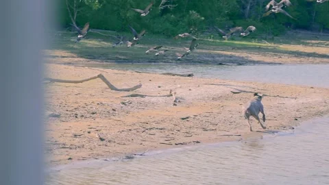 Active weimaraner dog chasing geese at lake Stock Footage 161925523