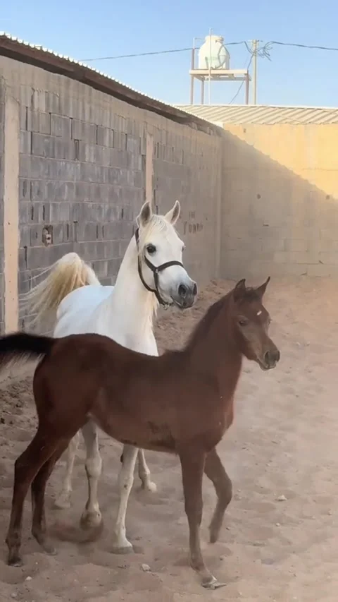 Active White Arabian Mare and Brown Foal Galloping in Sand Vídeos de archivo 332615207