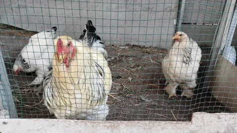 The active white brahma chicken Stock Footage 260202550