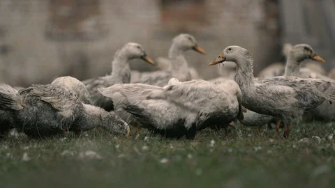 Active white ducks gazing grass together on a green area with fluff Video stock 99289381