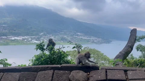 Active Wild Macaque Monkeys at Lake Buyan Viewpoint Stock Footage 336249457