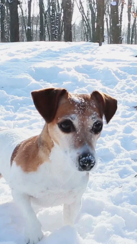 Active winter dog playing in snow Video stock 314547299