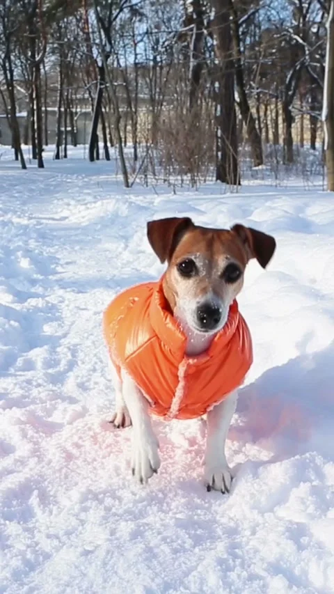 Active winter dog playing in snow sunny day Video stock 314547322