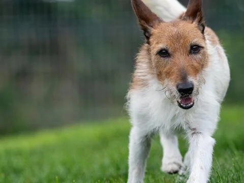 Active Wirehaired Terrier Dog Running on Green Grass Stock Photos