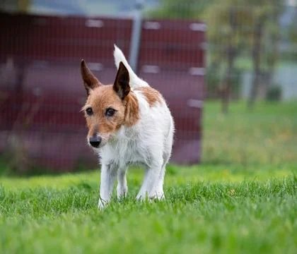 Active Wirehaired Terrier Dog Running on Green Grass Stock Photos