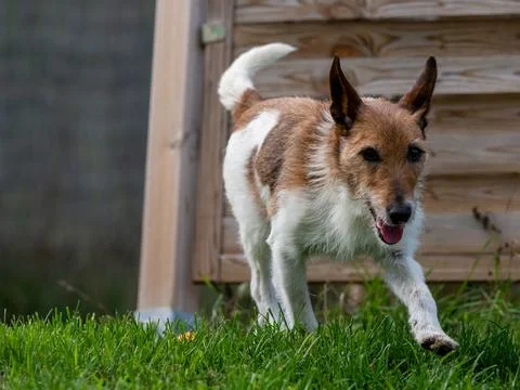 Active Wirehaired Terrier Dog Running on Green Grass Stock Photos