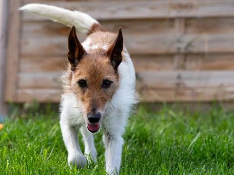 Active Wirehaired Terrier Dog Running on Green Grass Stock Photos