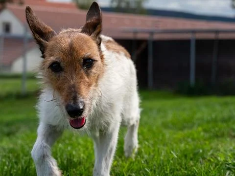 Active Wirehaired Terrier Dog Running on Green Grass Stock Photos
