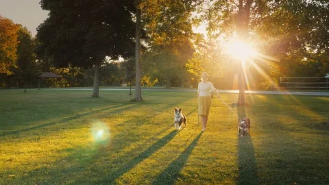 Active woman walking with two dogs in a well-groomed park at sunset Stock Footage