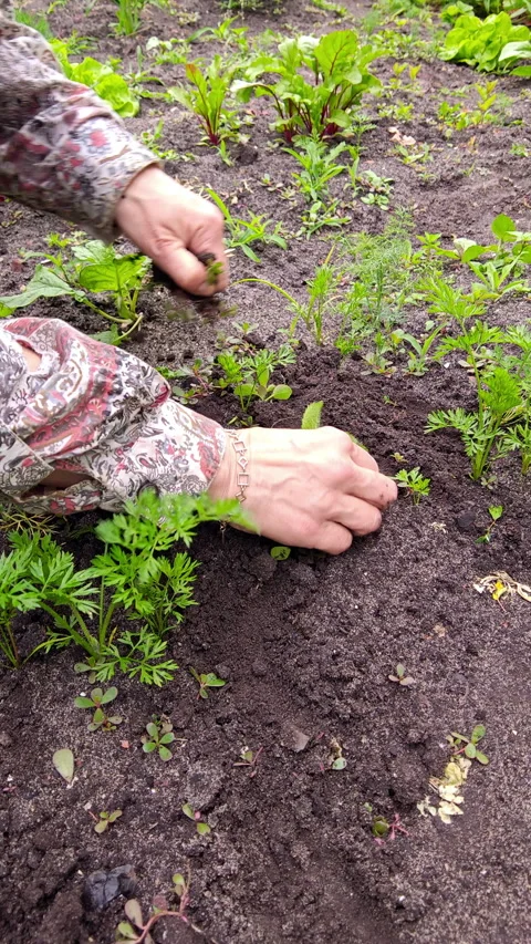 Active Woman Weeding Vegetable Garden Beds in Backyard 9x16 Stock Footage 337061487