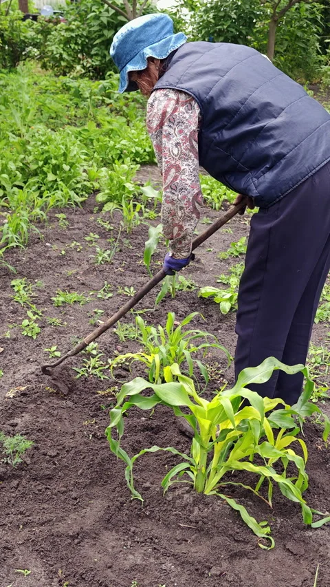 Active Woman Weeding Vegetable Garden Beds in Backyard 9x16 Stock Footage 337061606