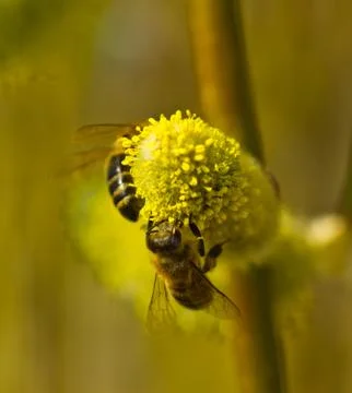Active work of bees to collect pollen from willow flowers Foto stock