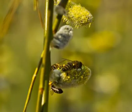 Active work of bees to collect pollen from willow flowers Foto stock