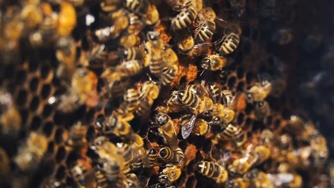 Active Worker Bees On Honeycomb, Some Cells Already Closed Stock Footage 116806948