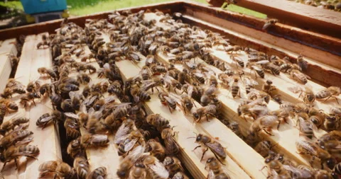 Active Working Bees in an Open Hive Stock Footage 277003012