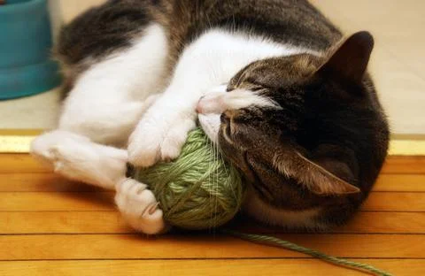 Active Yarn Playing Stock Photos