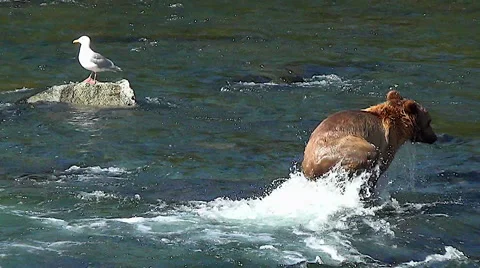Active Young Bear Excitedly Doing Multiple Leaps at Fish in Rapids Stock Footage 51108183