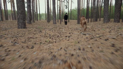Active young boxer dog fast runs to a girl in a pine forest, a walk with the Stock Footage 167980222