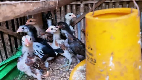 Active Young Chicks Feeding from Hanging Poultry Feeder 스톡 동영상 333373168