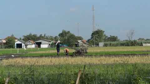 Activities in the fields Video stock 194772245