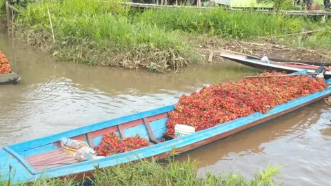 Activities of traders selling rambutan fruit Stock Footage 250390436