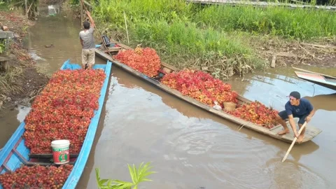 Activities of traders selling rambutan fruit Stock Footage 250390541