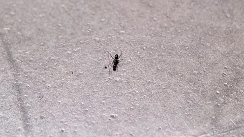 The activity of black ants on the floor Stock-Footage 259528106