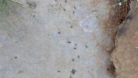 Activity of black ants walking on cement floor with outdoor light Vidéo 238975911