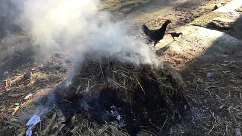 The activity of burning garbage with a mother hen Stock Footage 233597846
