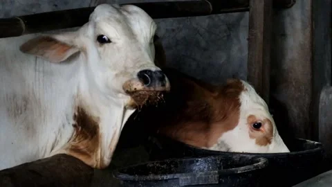 Activity the calf is eating from the bucket Stock Footage 238975848