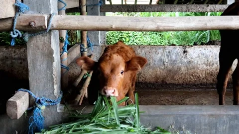 The activity of the calf in the pen Stock Footage 237789935