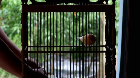 The activity of the canary in the cage Stock Footage 237208806