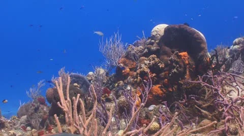 Activity on caribbean coral reef Vidéo 8912940